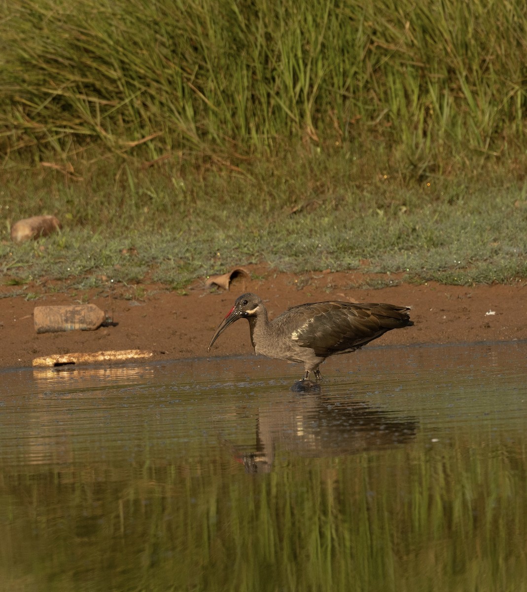 Hadada Ibis - ML623720083