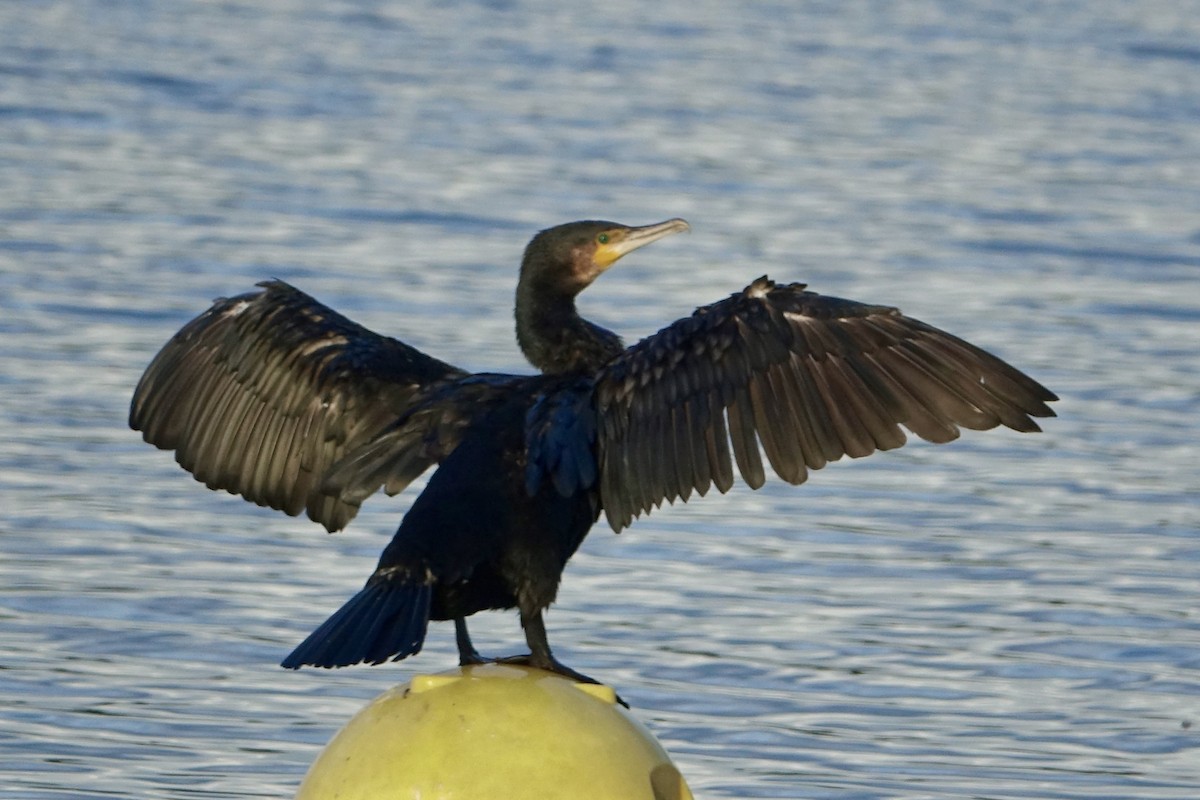 Cormorano - ML623720084