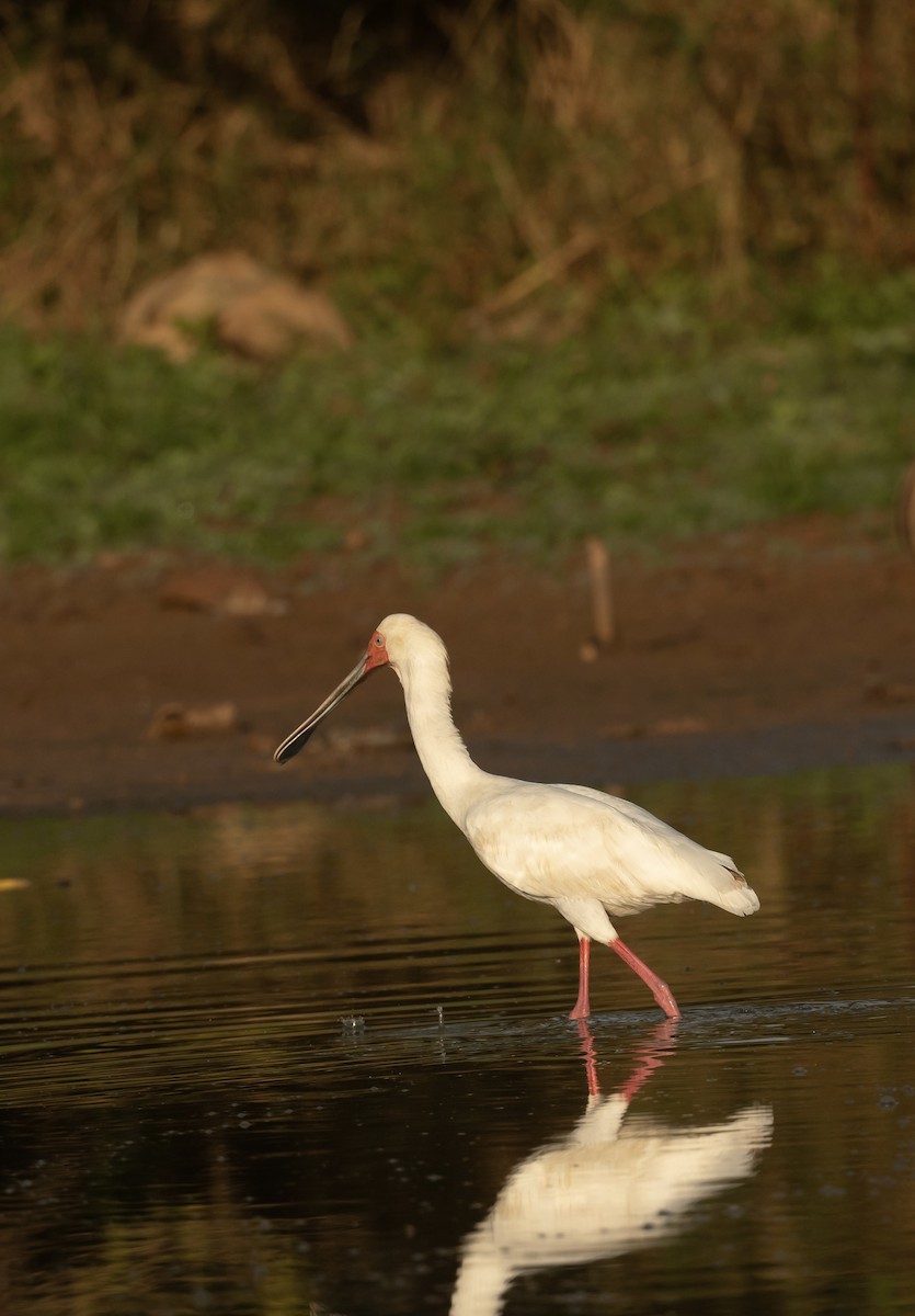 African Spoonbill - Anand ramesh