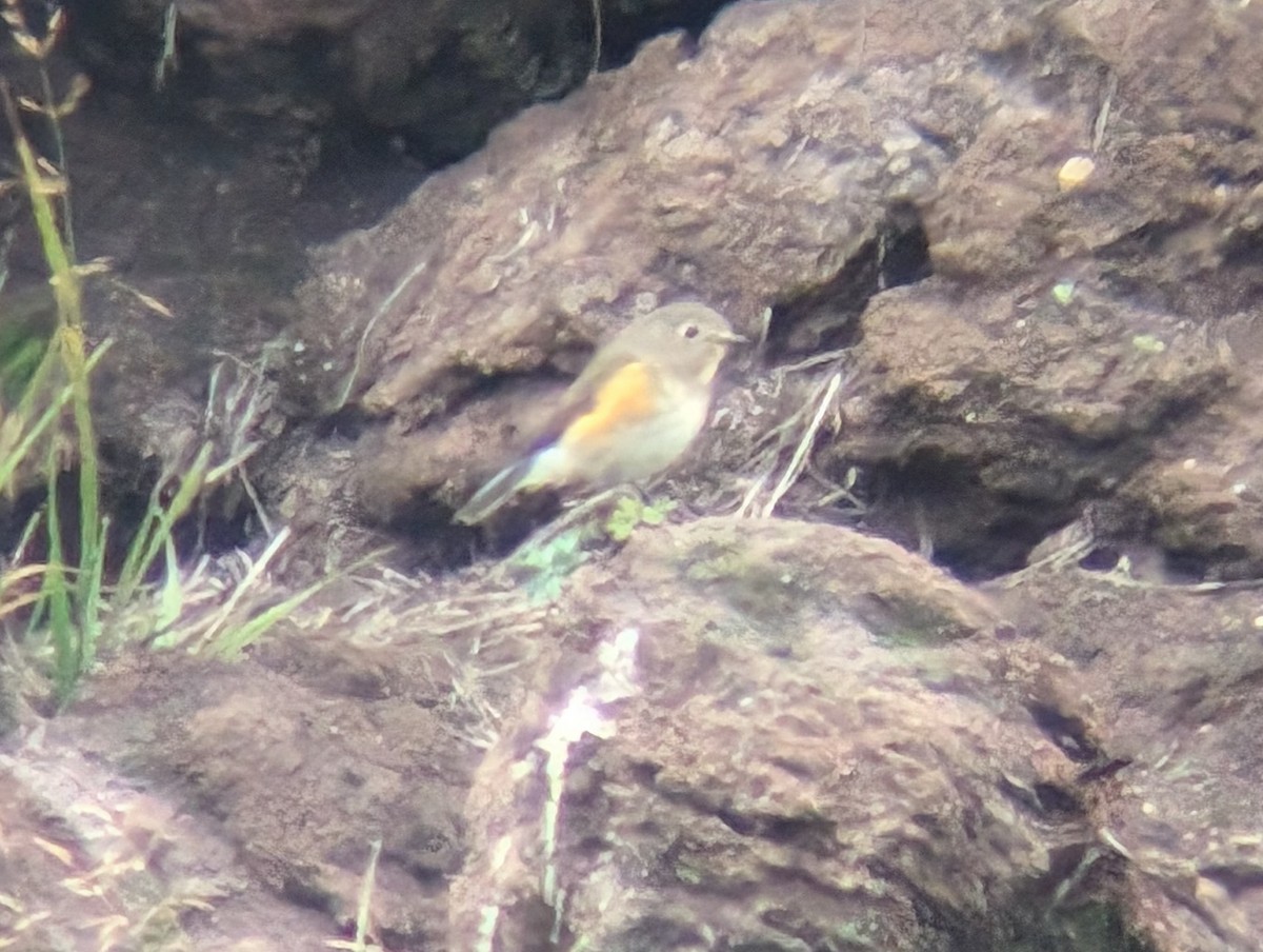 Red-flanked Bluetail - Drew Lindow