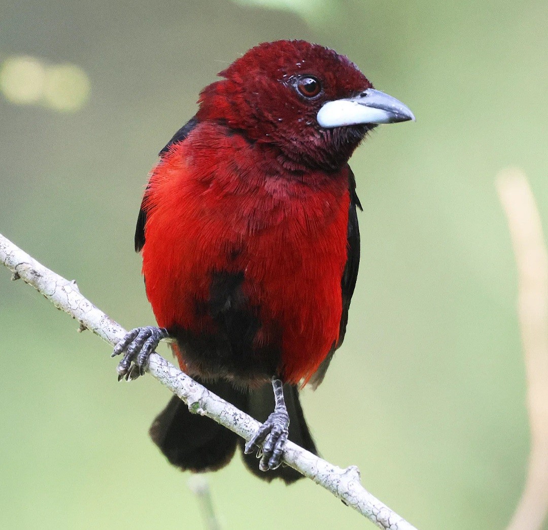 Crimson-backed Tanager - ML623720097