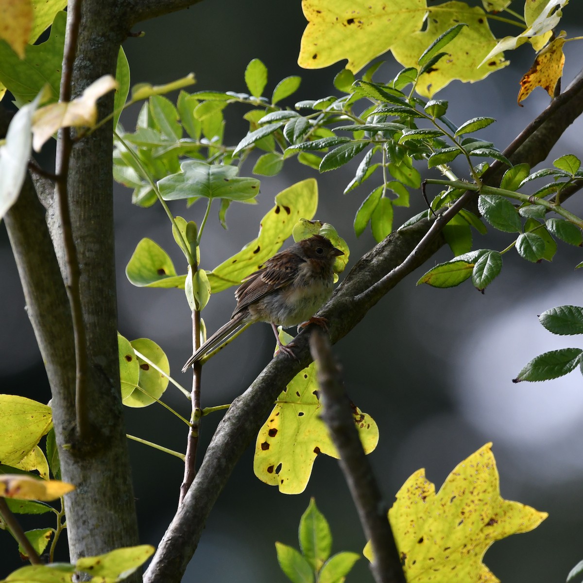 Field Sparrow - Matthew Siefert