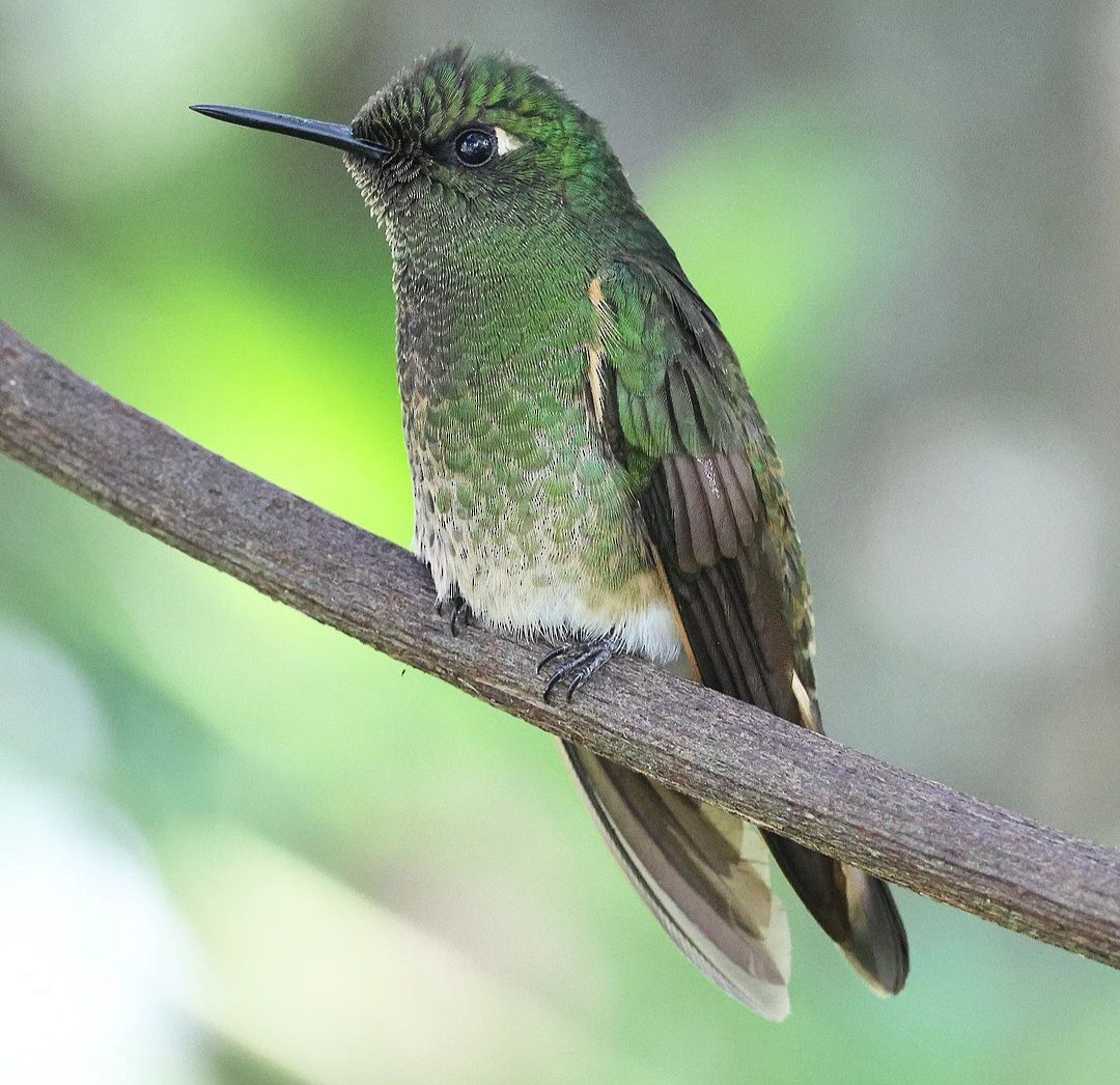 Buff-tailed Coronet - ML623720137