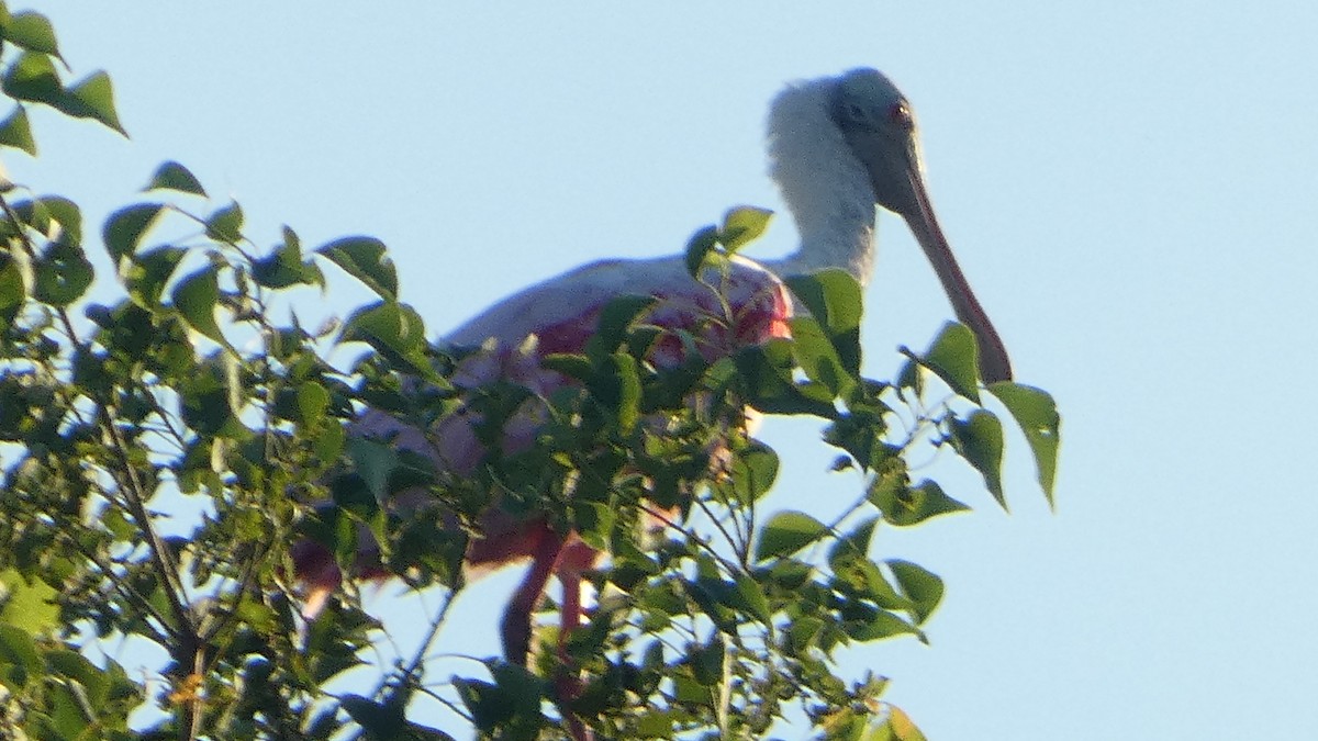 Roseate Spoonbill - ML623720151