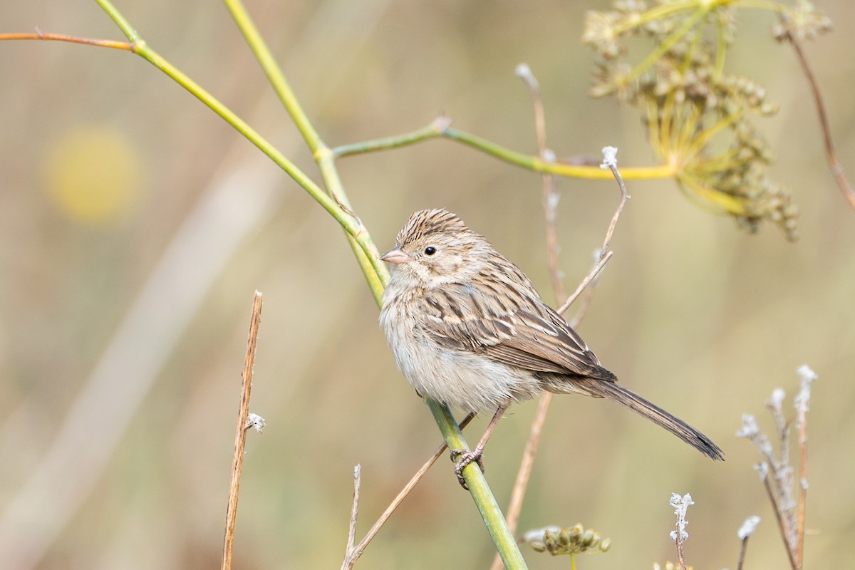 Brewer's Sparrow - ML623720158