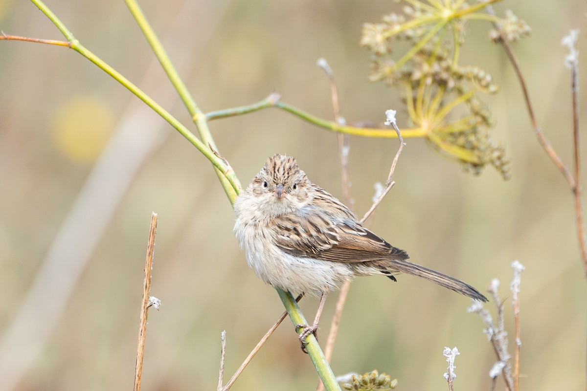 Brewer's Sparrow - ML623720159