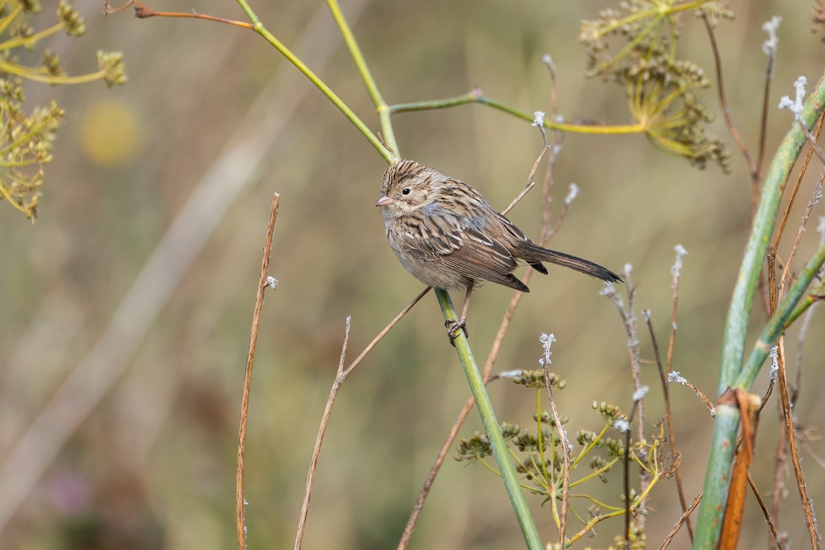 Brewer's Sparrow - ML623720160