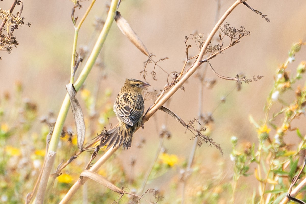 Bobolink - ML623720170