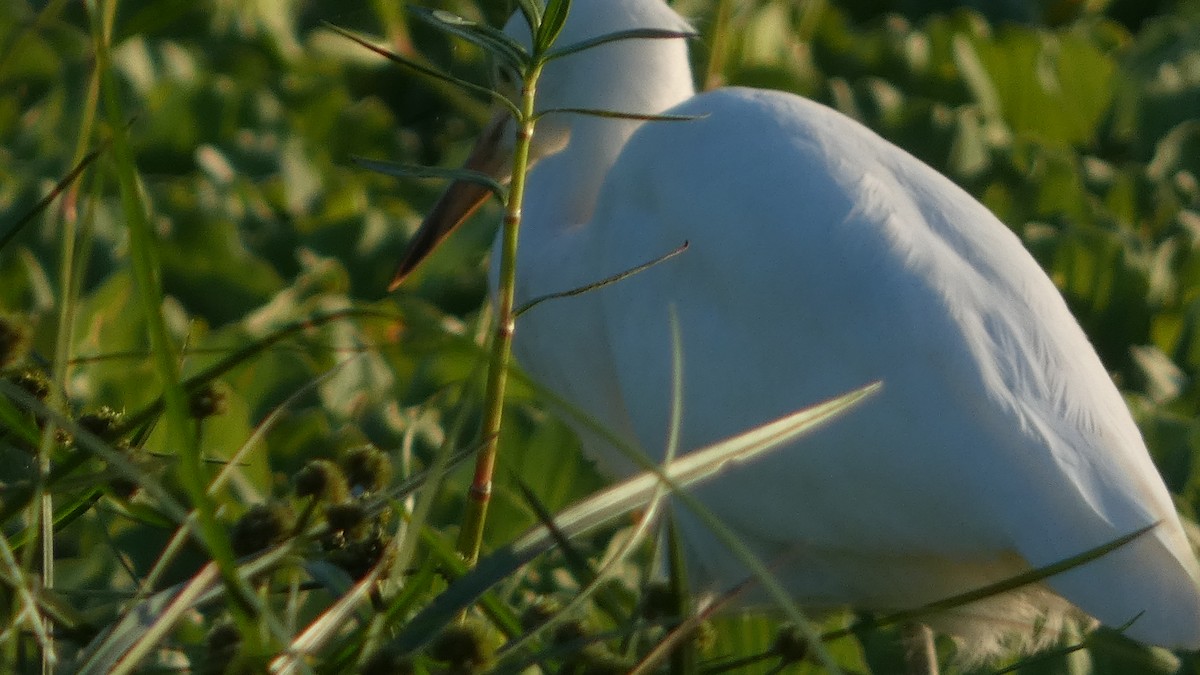 Little Blue Heron - ML623720175