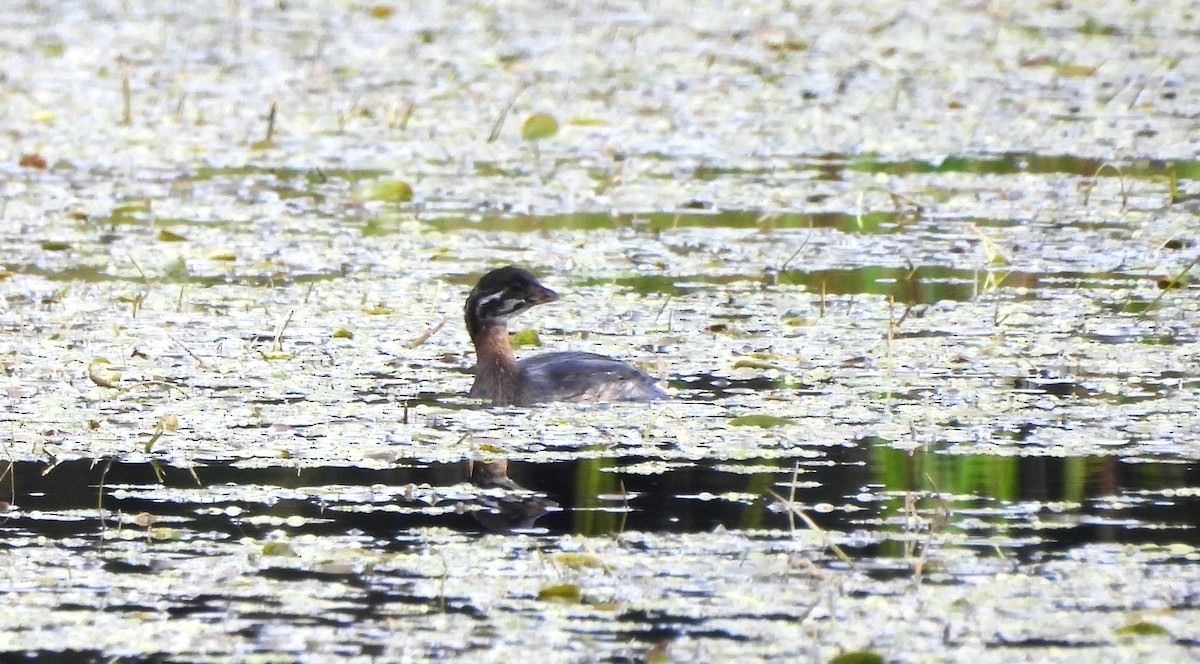 Pied-billed Grebe - ML623720177