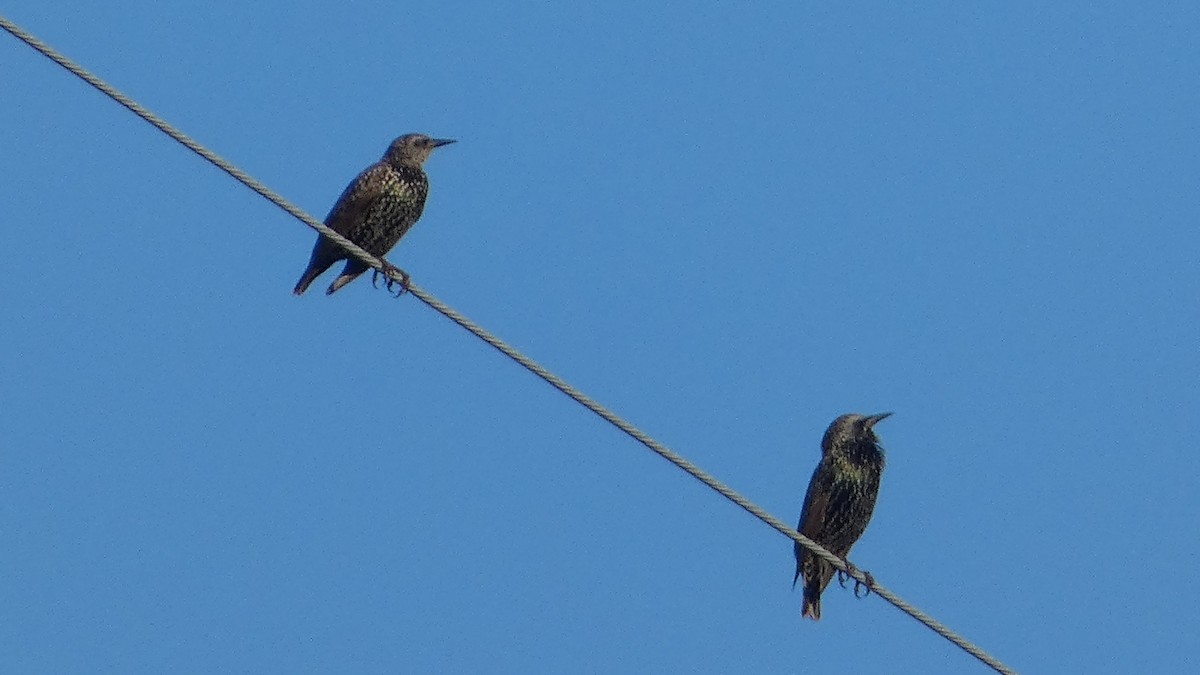 European Starling - ML623720185