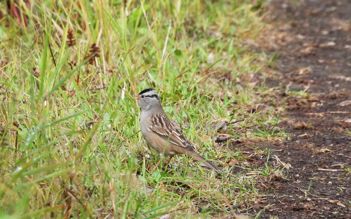 White-crowned Sparrow - ML623720203