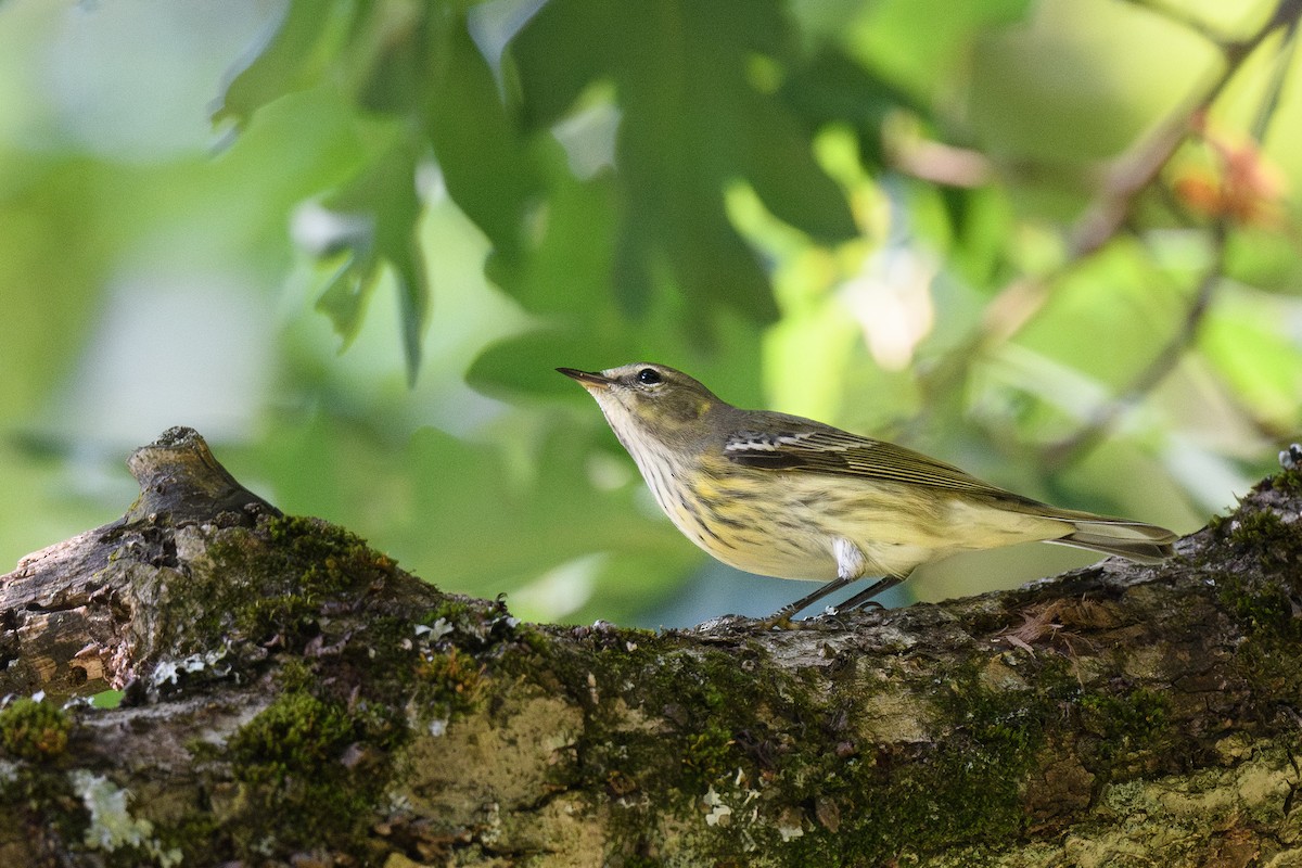 Cape May Warbler - ML623720240