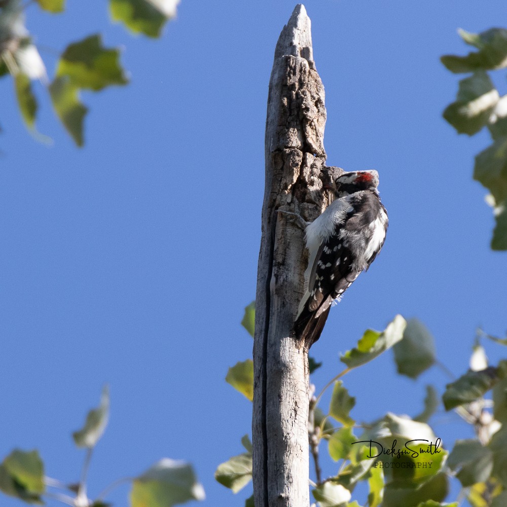 Downy Woodpecker - Dickson Smith