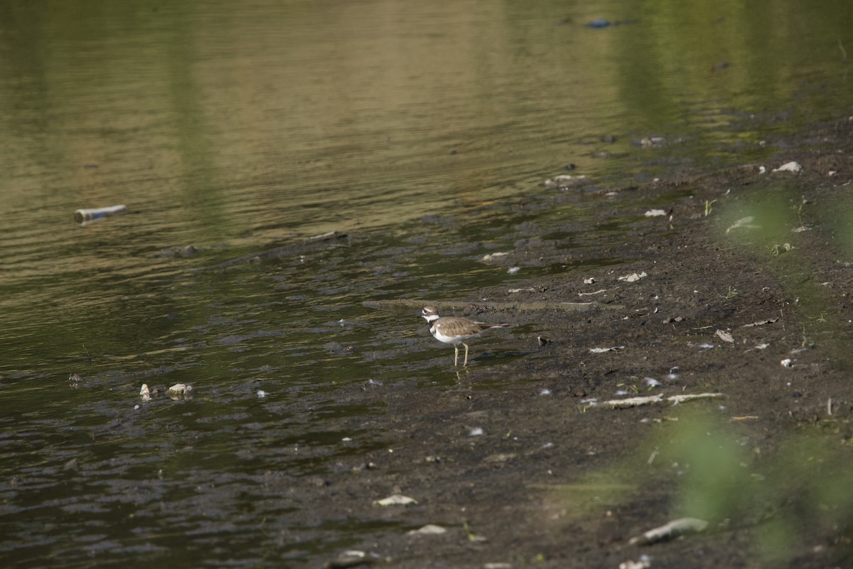 Killdeer - ML623720310