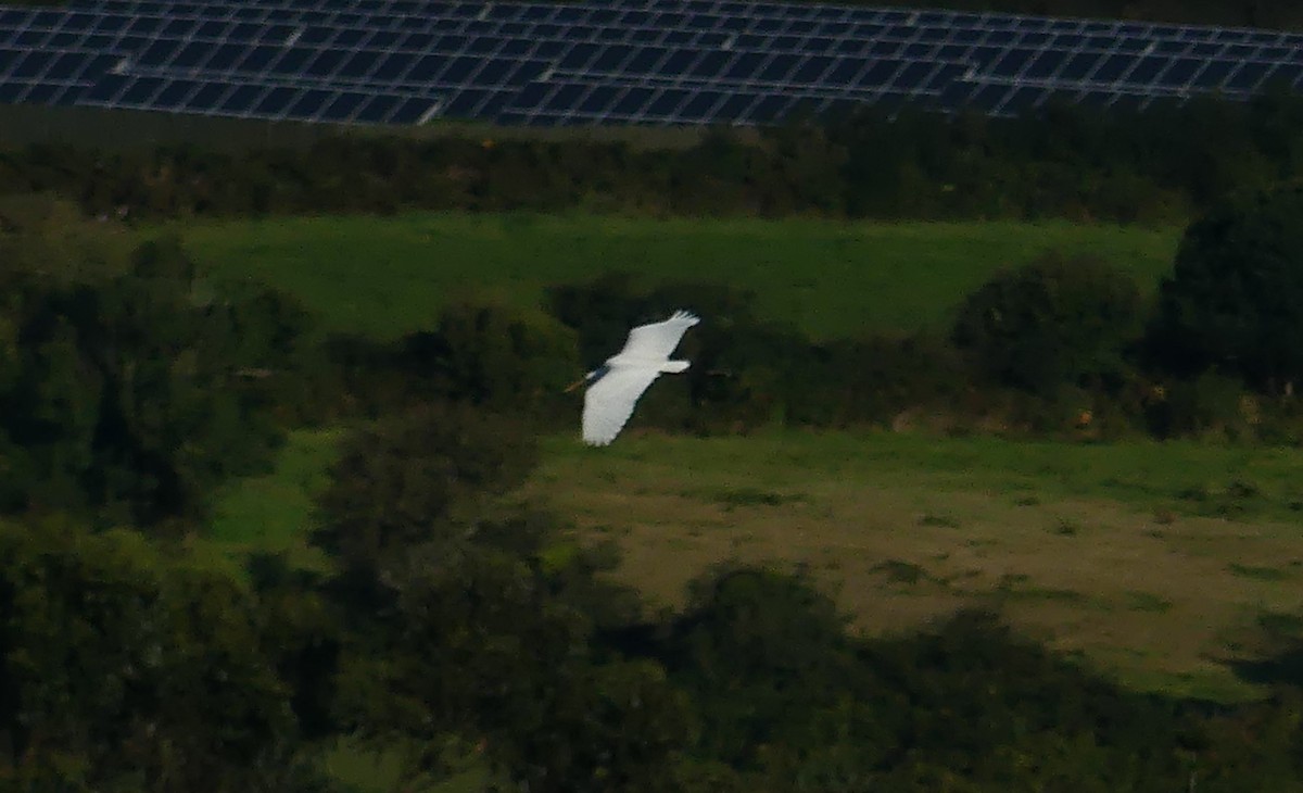 Great Egret - ML623720323