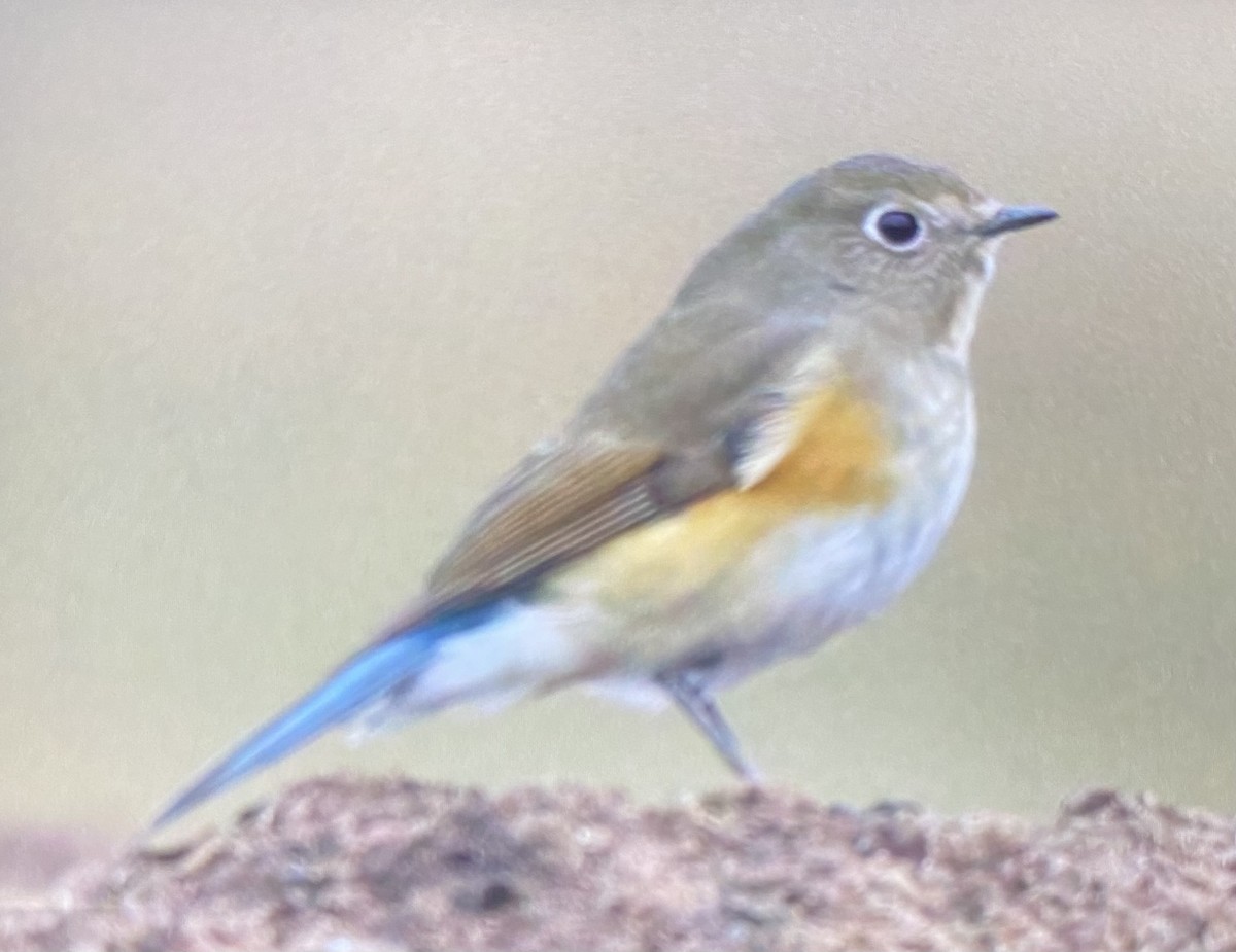 Red-flanked Bluetail - ML623720324