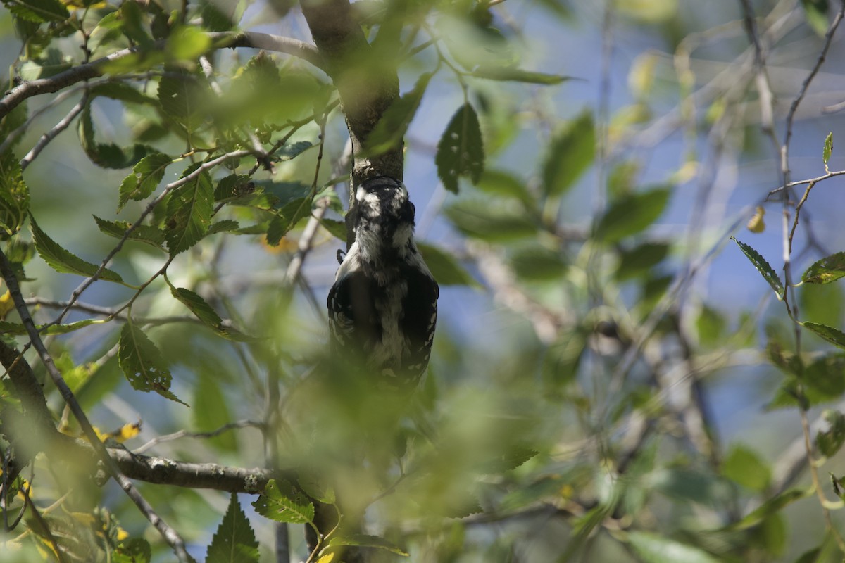 Downy Woodpecker - ML623720344