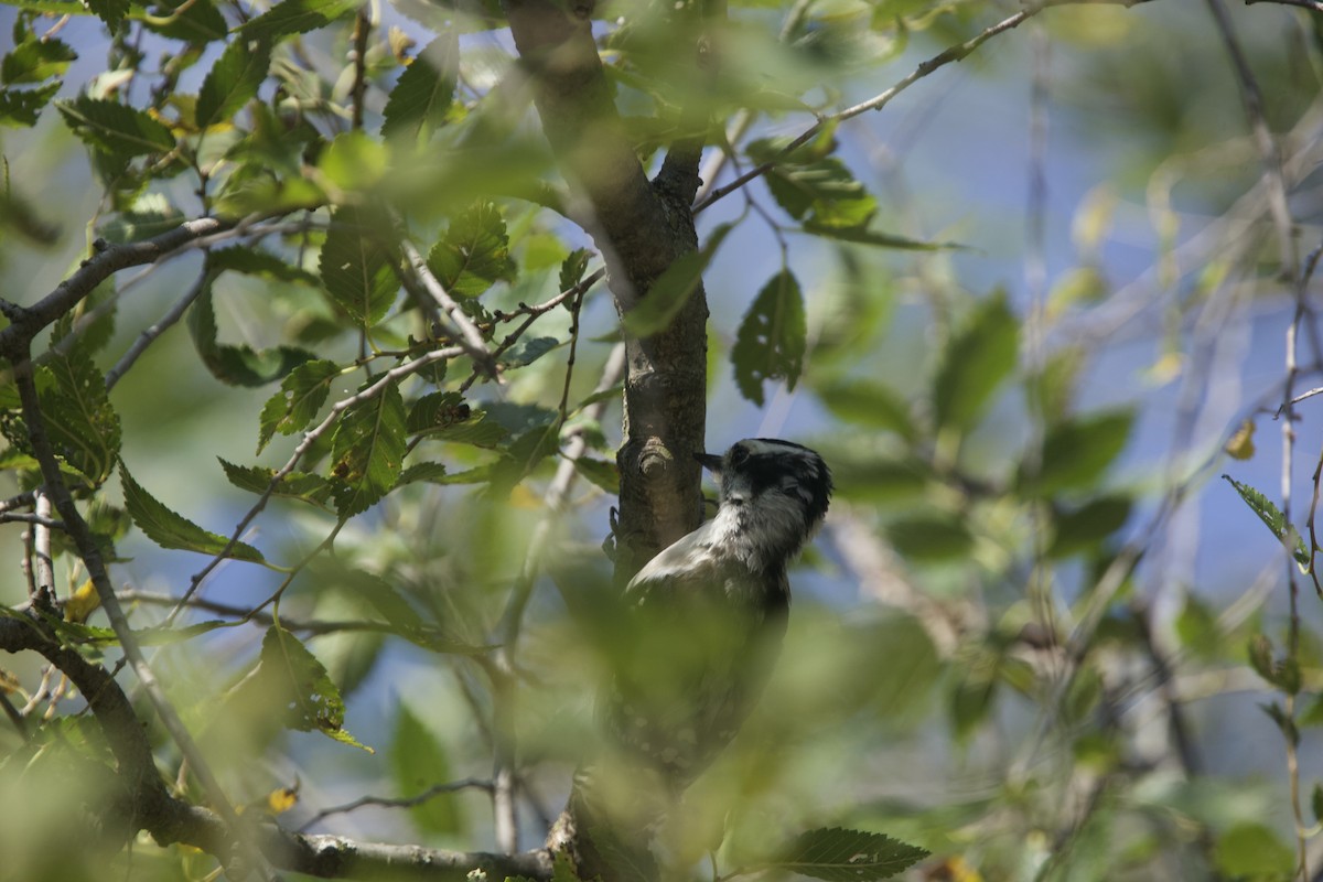 Downy Woodpecker - Paul Miller