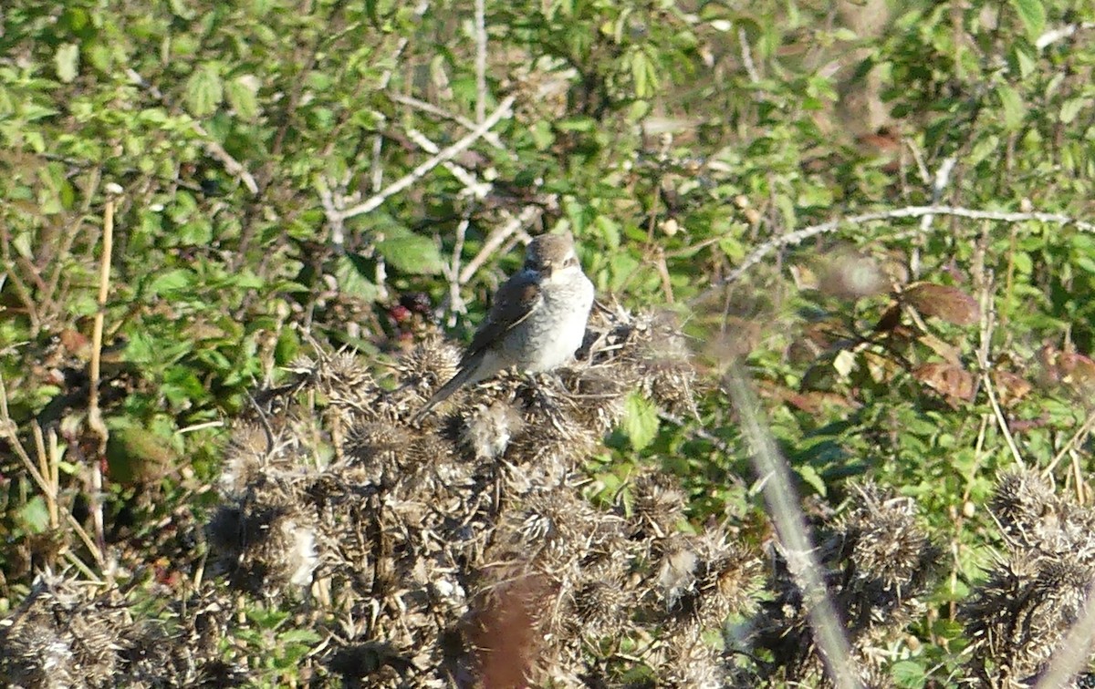 Red-backed Shrike - ML623720346