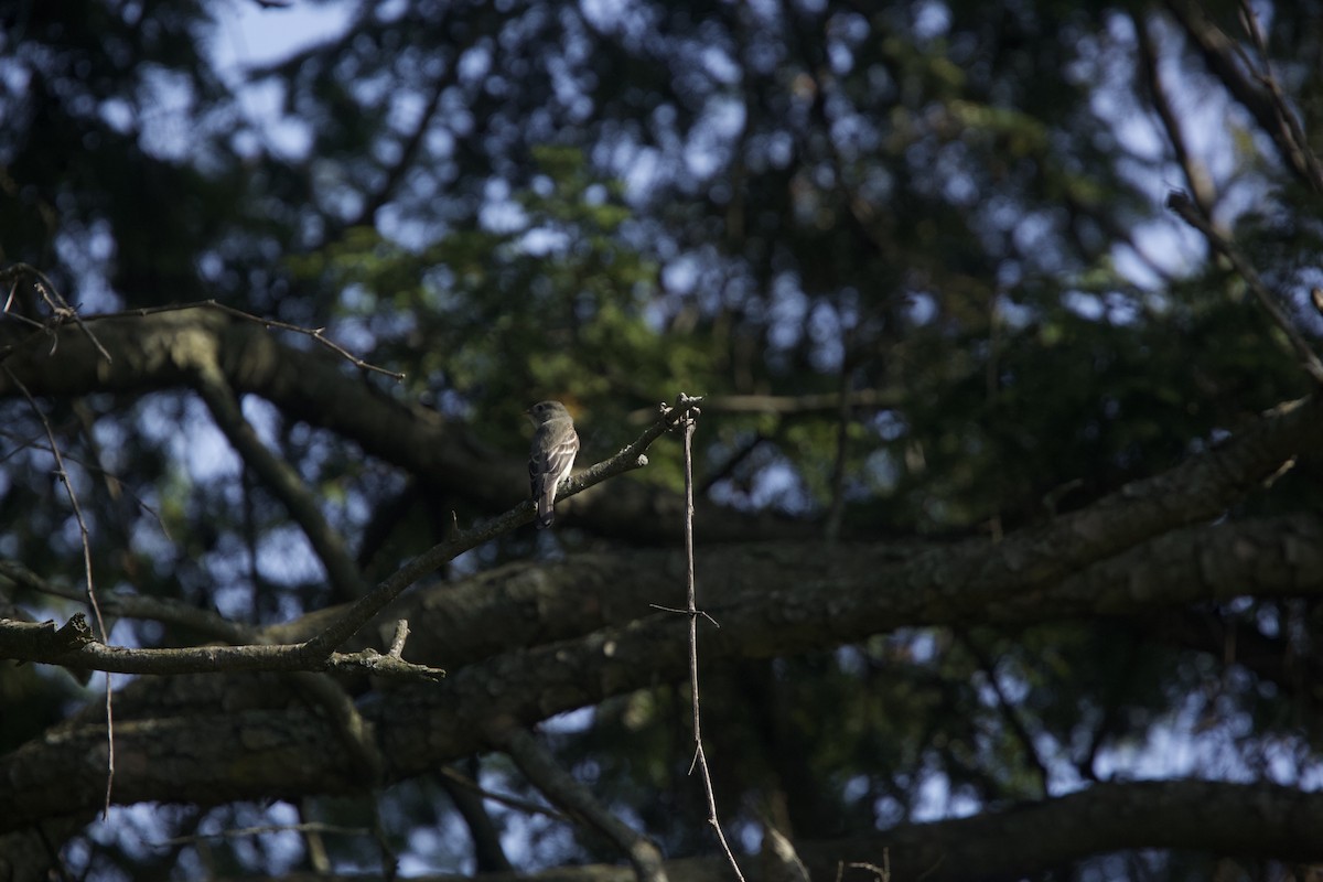 Eastern Wood-Pewee - ML623720354