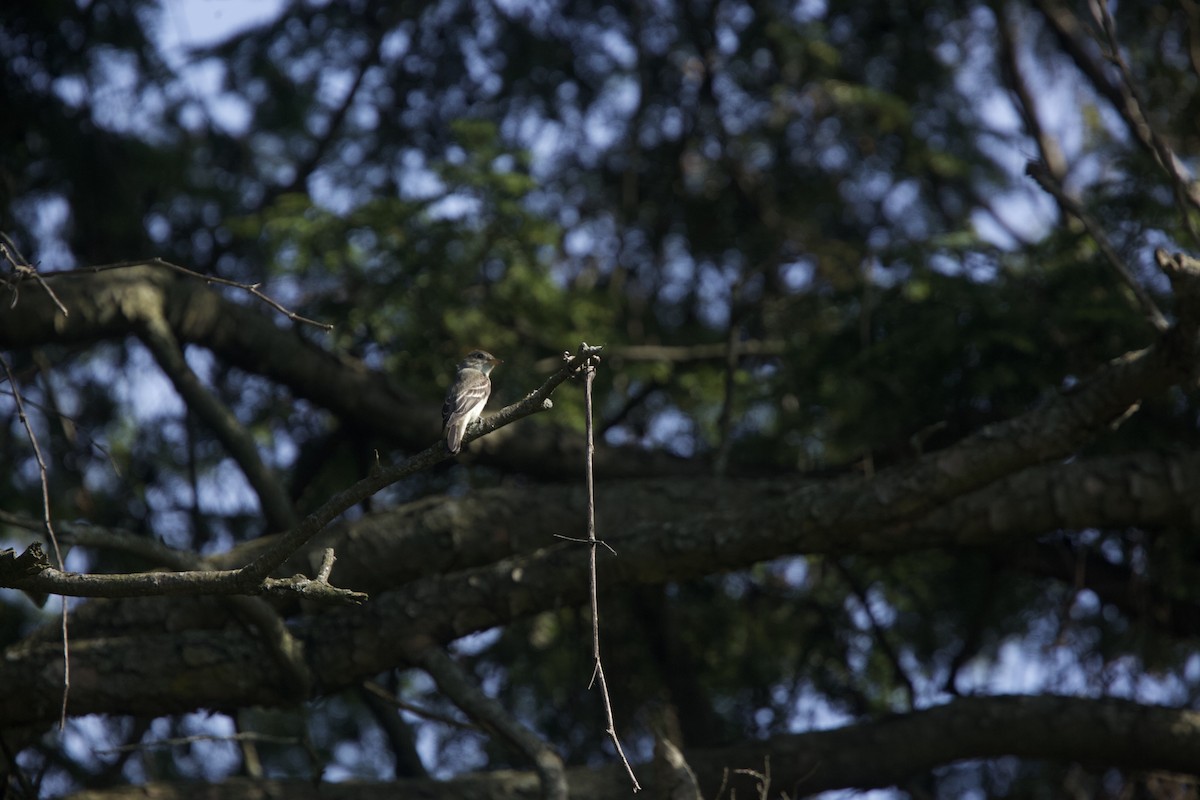 Eastern Wood-Pewee - ML623720356