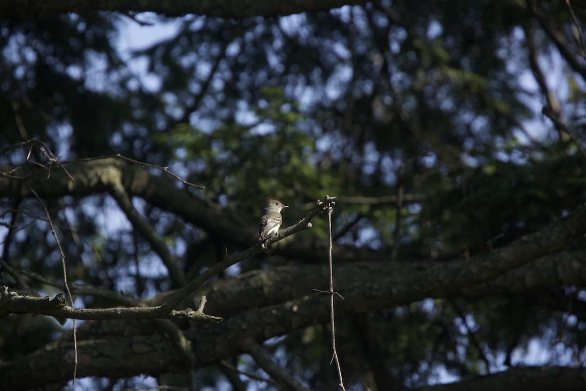 Eastern Wood-Pewee - ML623720357