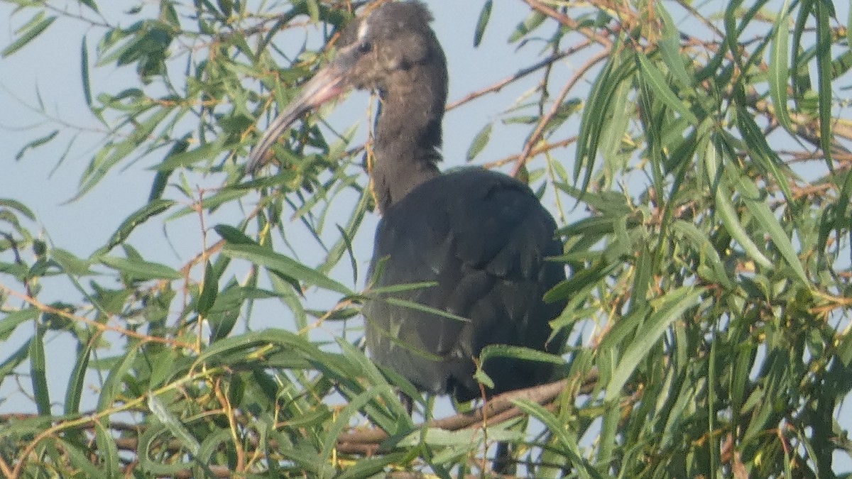 White-faced Ibis - ML623720385