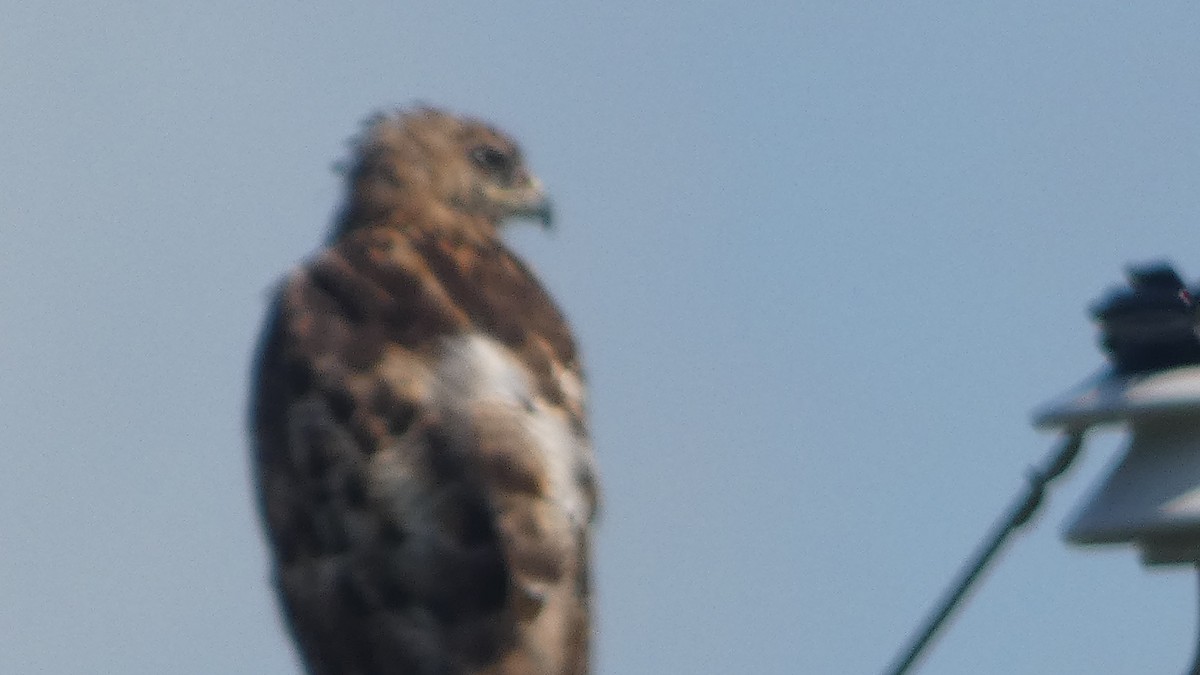 Red-tailed Hawk - ML623720434