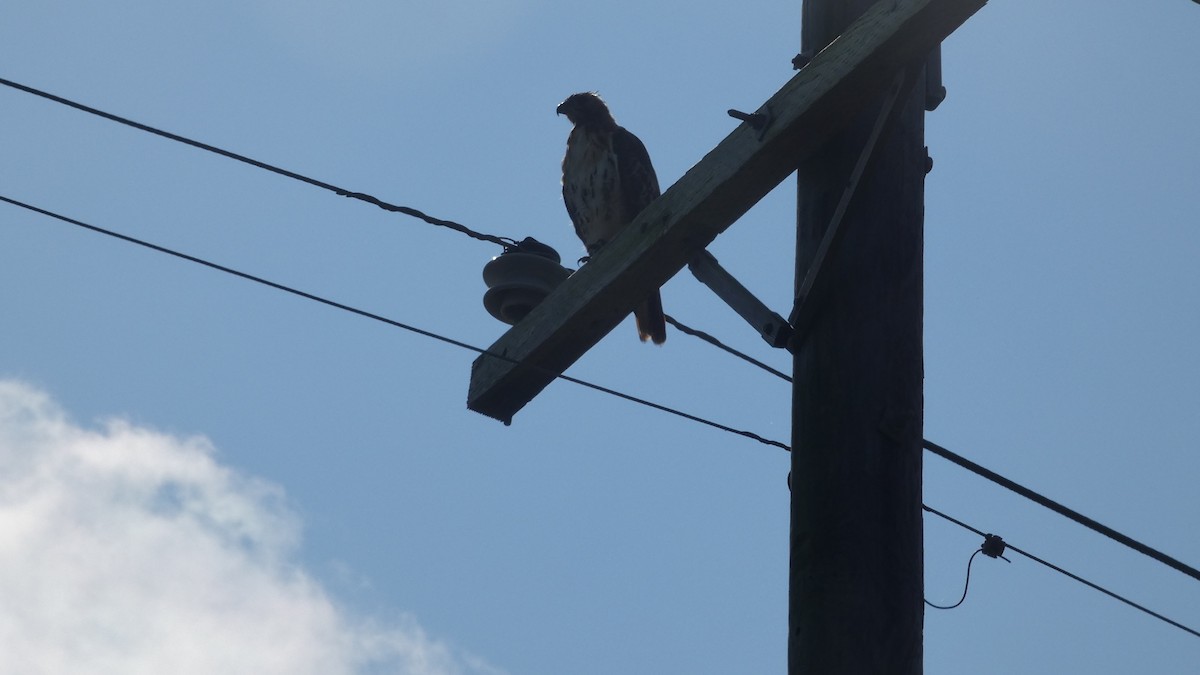 Red-tailed Hawk - ML623720435