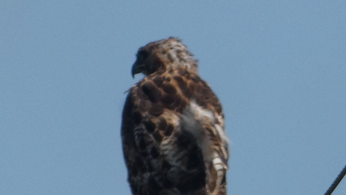 Red-tailed Hawk - ML623720436