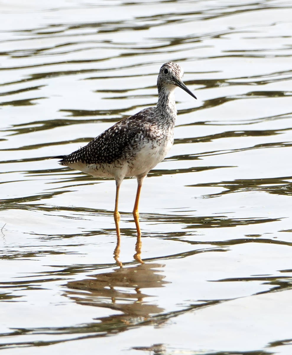 Greater Yellowlegs - ML623720441