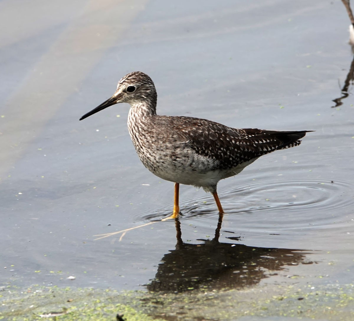 Greater Yellowlegs - ML623720442