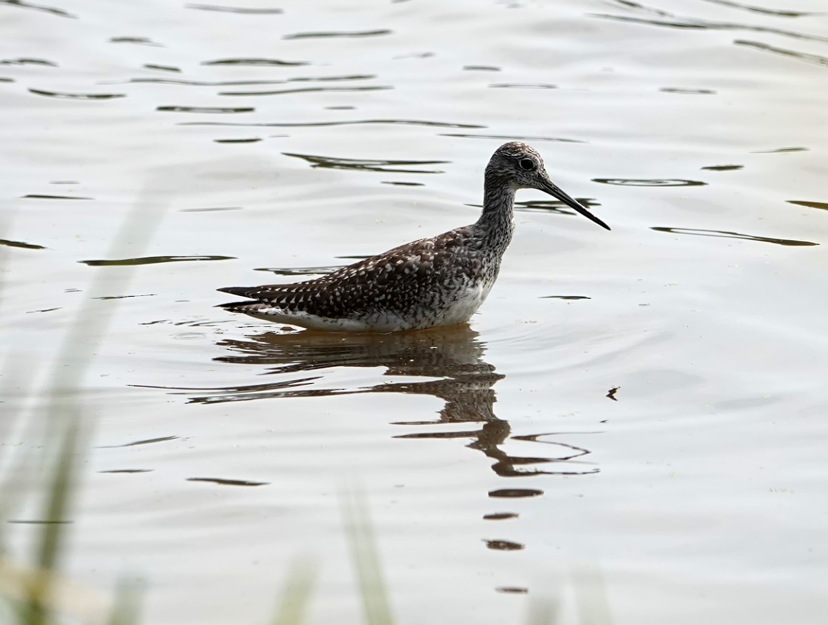 Greater Yellowlegs - ML623720443