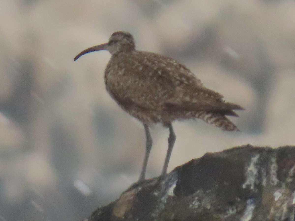 Whimbrel - Marie Barnidge-McIntyre