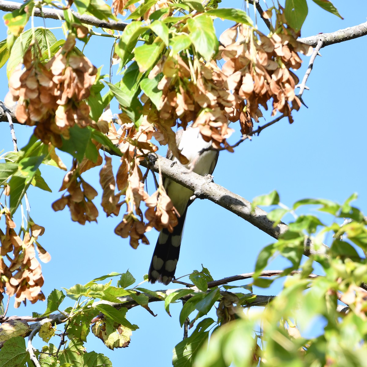 Yellow-billed Cuckoo - Matthew Siefert