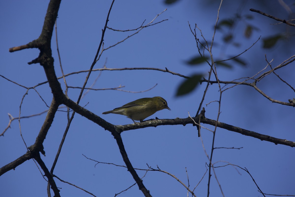 Tennessee Warbler - ML623720452