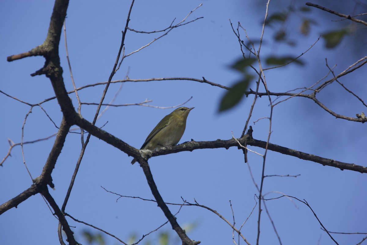 Tennessee Warbler - Paul Miller