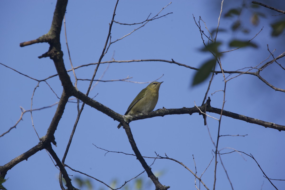 Tennessee Warbler - ML623720454