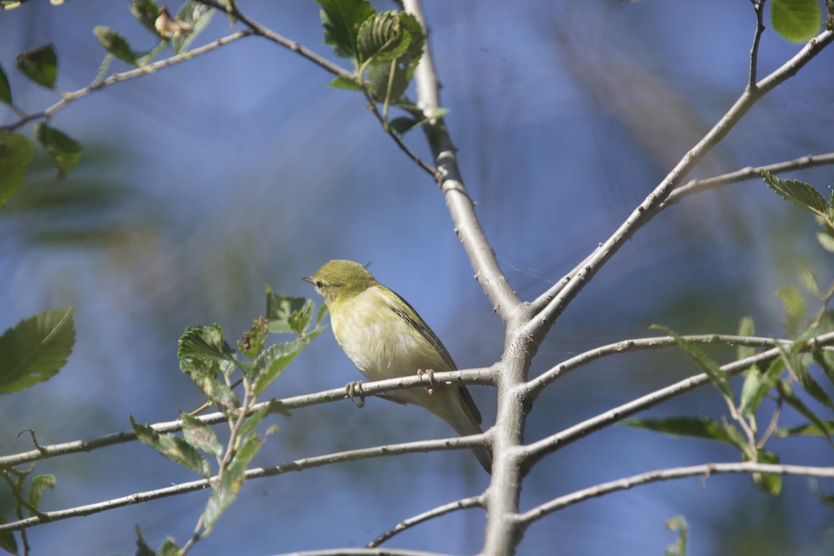 Tennessee Warbler - ML623720455