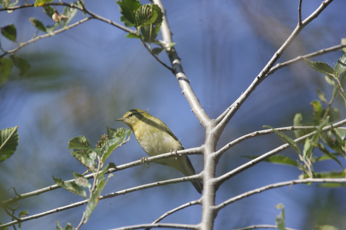 Tennessee Warbler - ML623720456