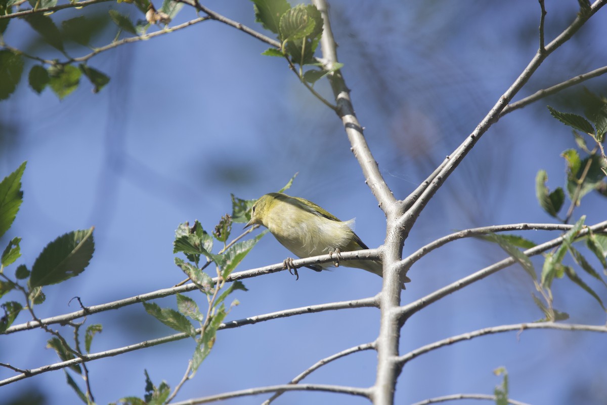 Tennessee Warbler - ML623720457