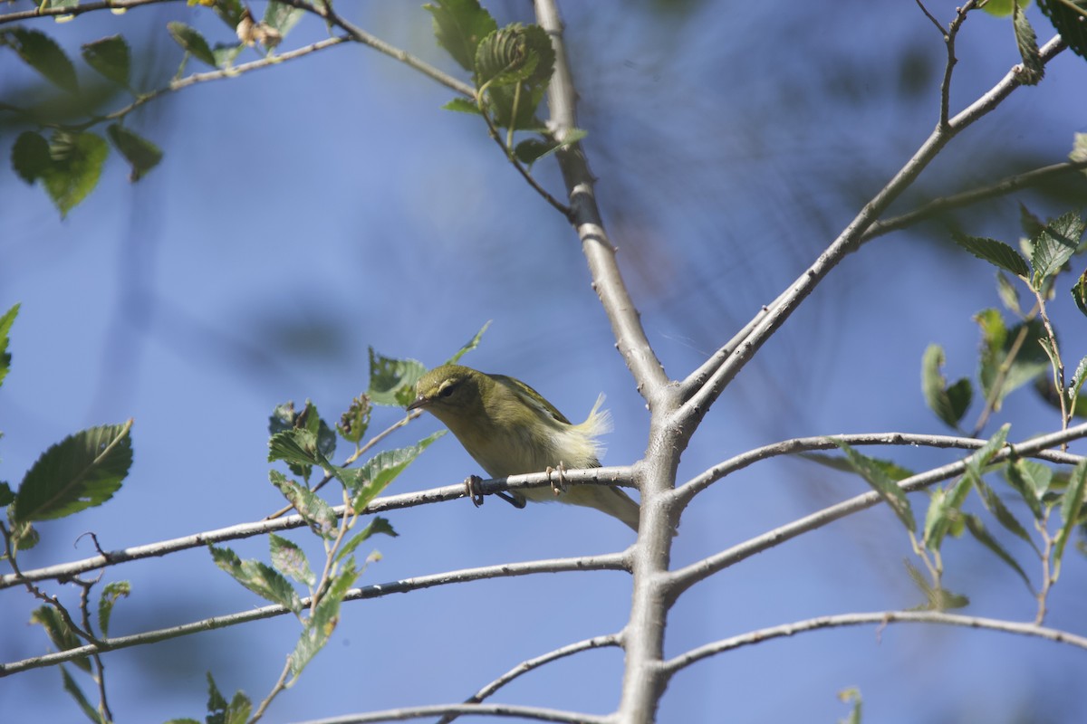 Tennessee Warbler - ML623720458