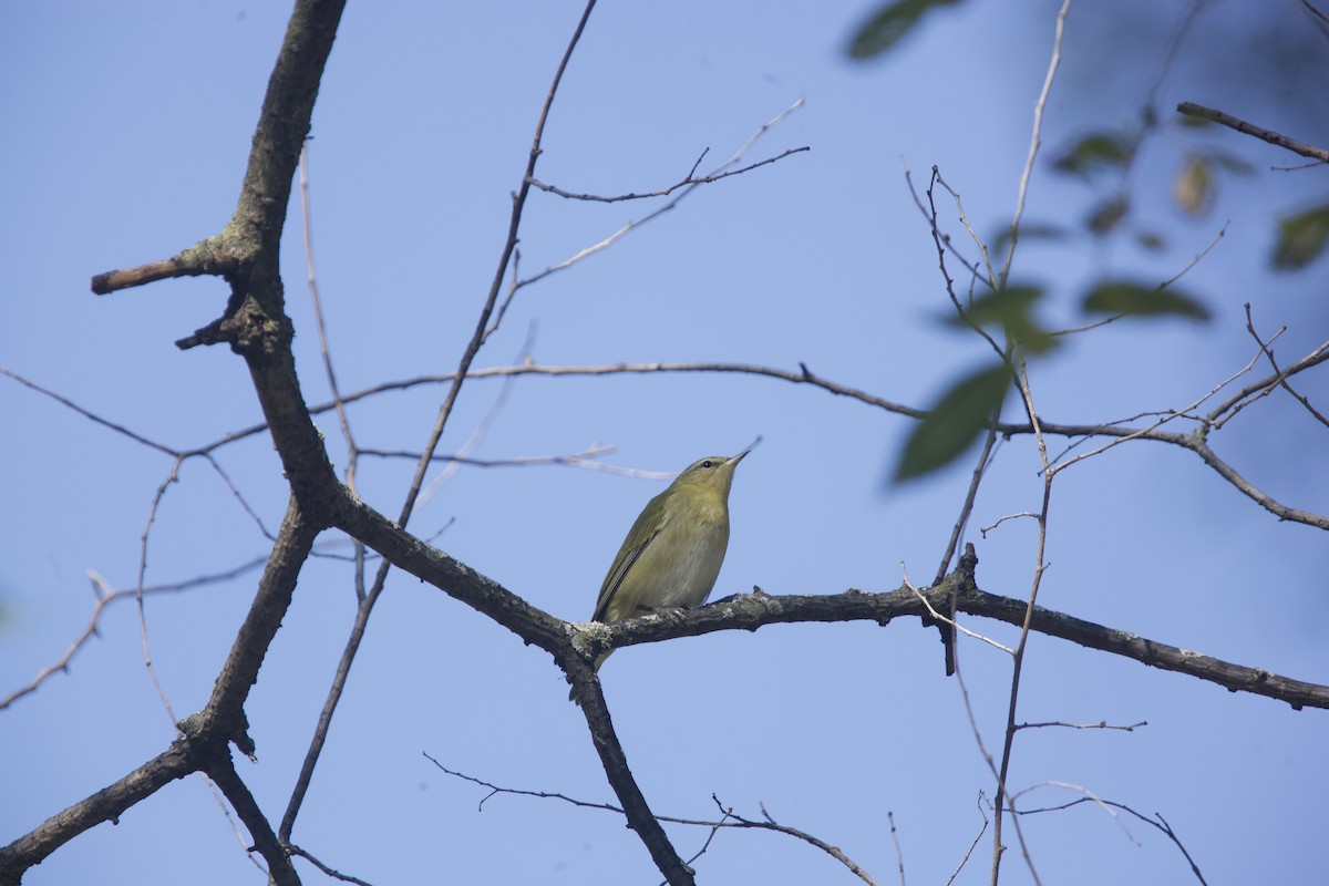 Tennessee Warbler - ML623720459