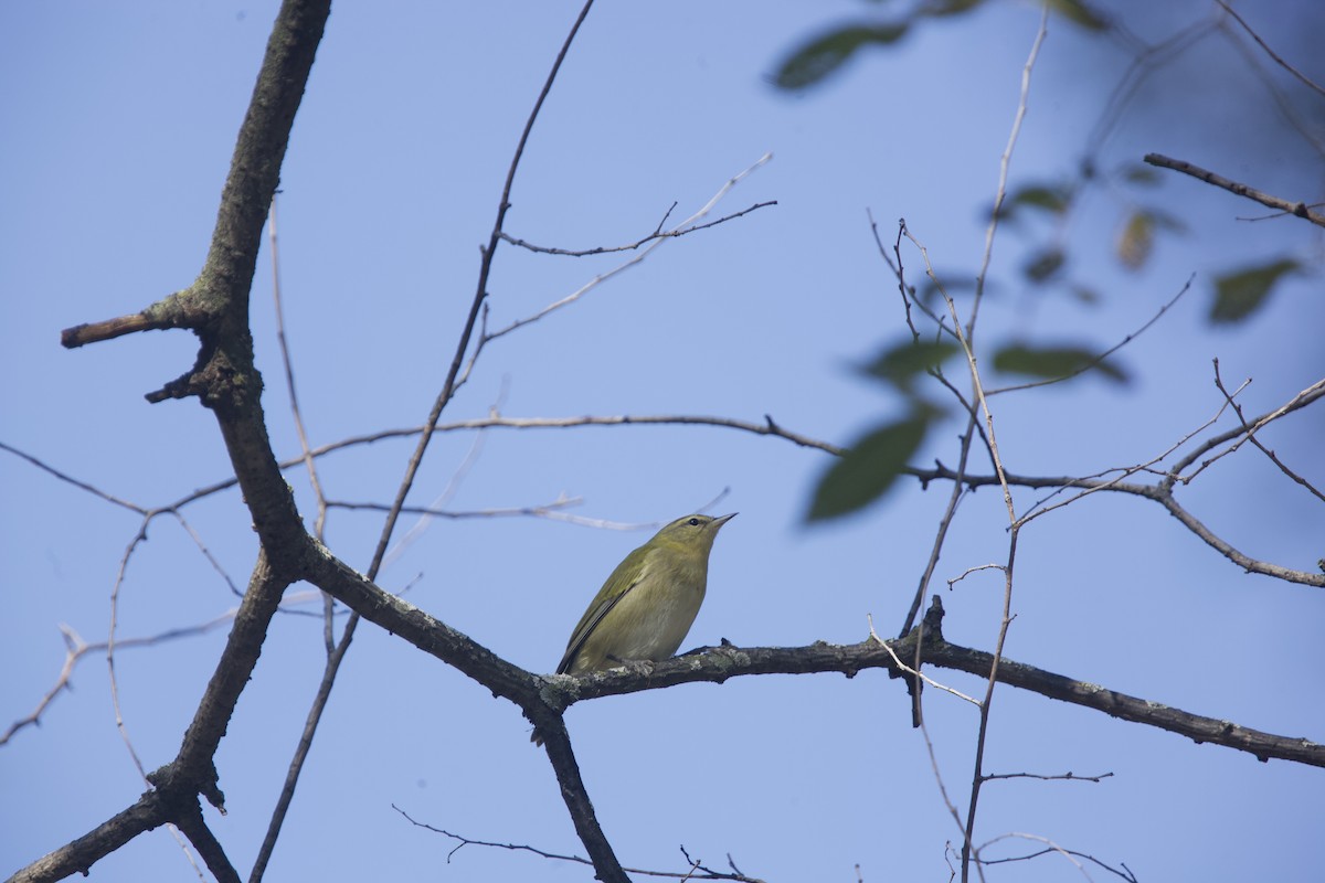 Tennessee Warbler - ML623720461