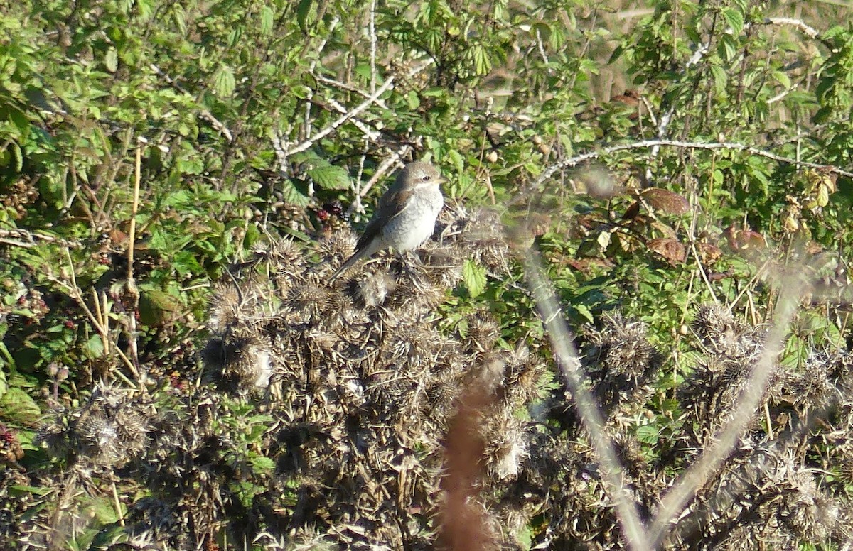 Red-backed Shrike - Peter Nason