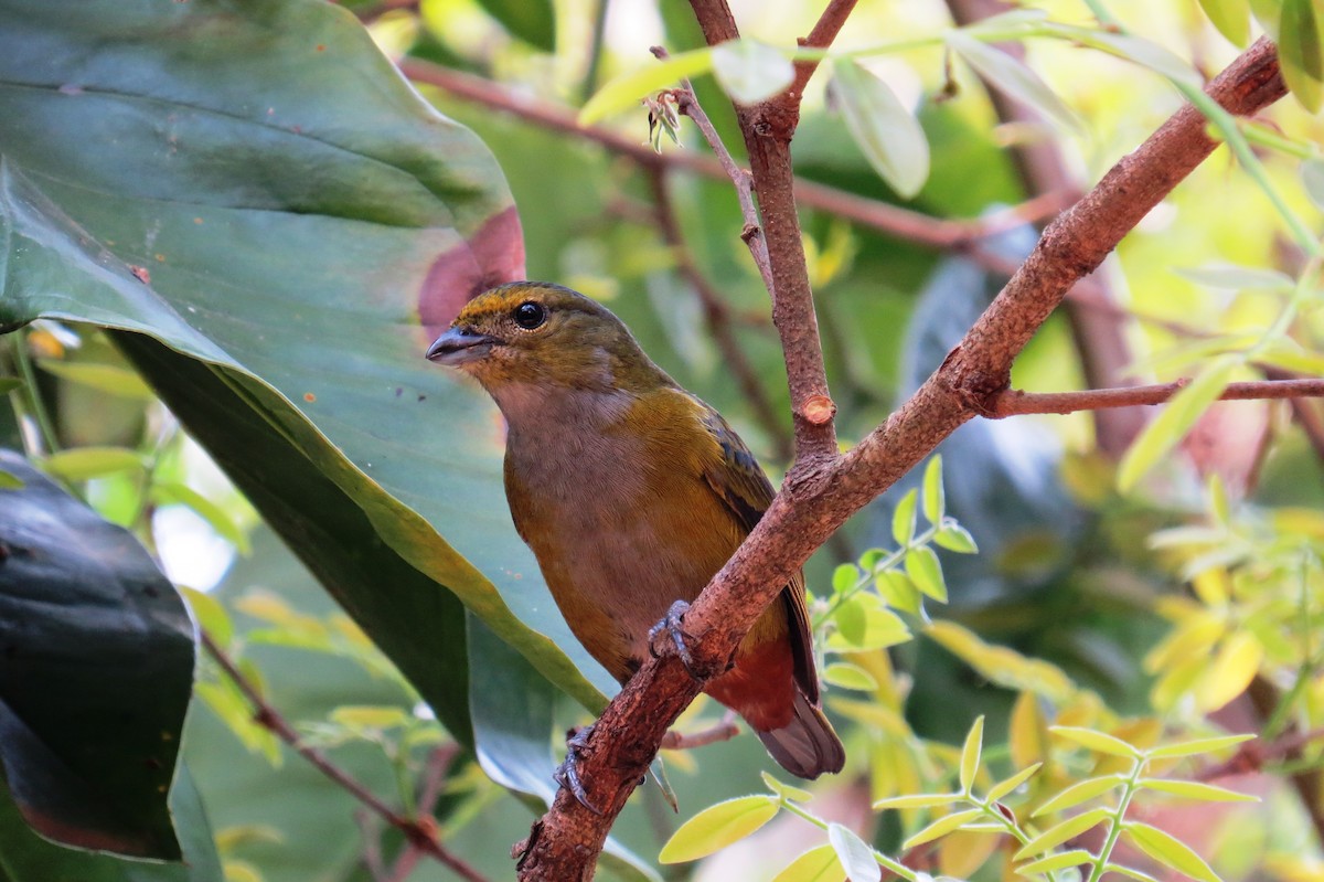 Chestnut-bellied Euphonia - ML623720483