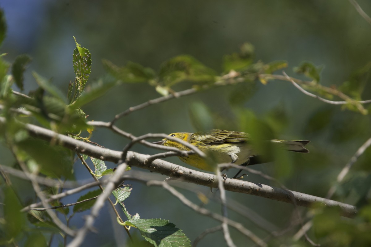 Cape May Warbler - ML623720486