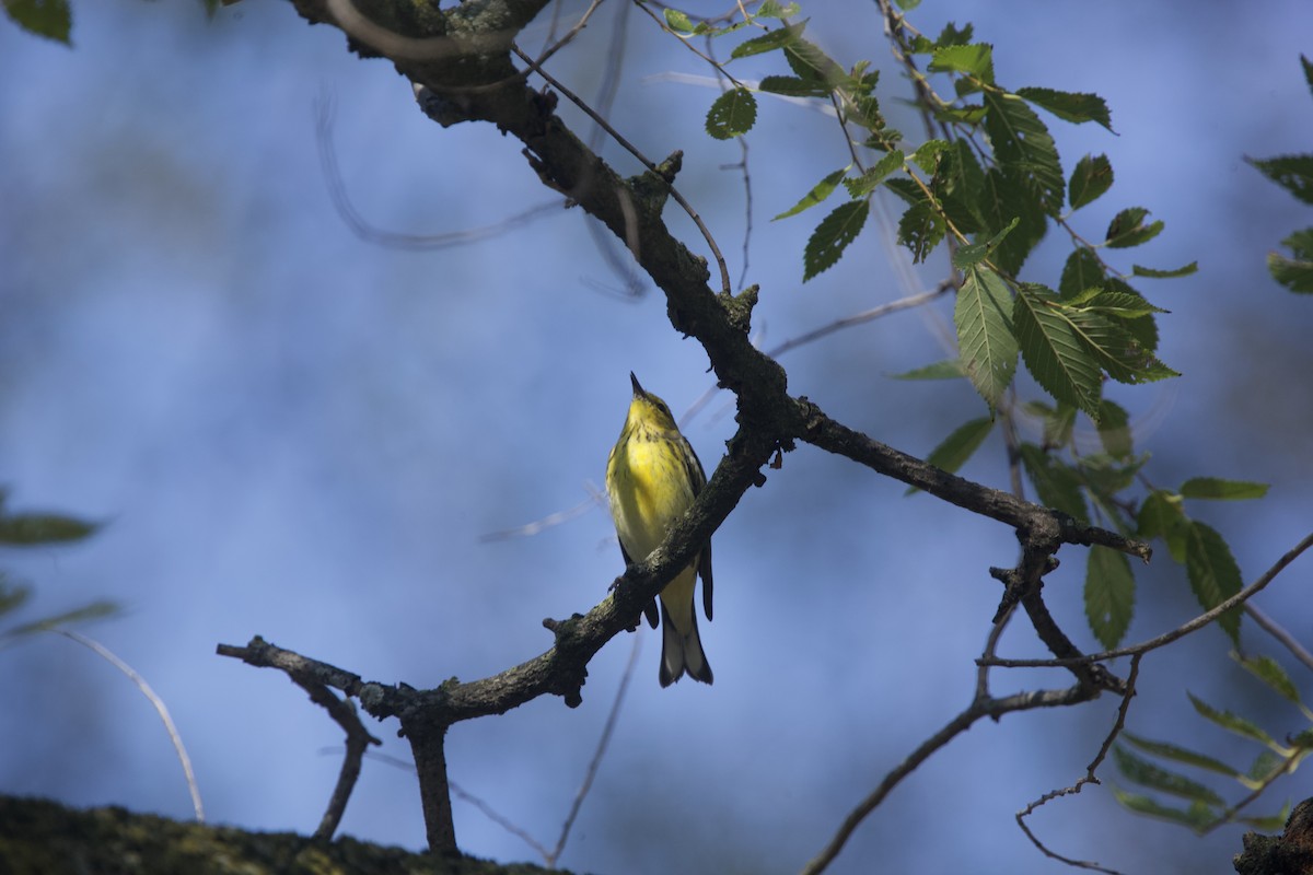 Cape May Warbler - ML623720487