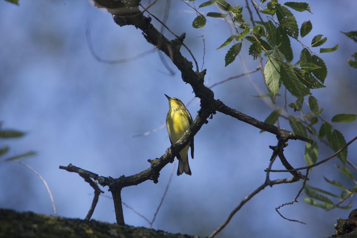 Cape May Warbler - ML623720488